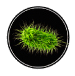 bacteria image