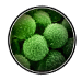 mold spores image